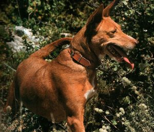 podenco-andaluz-afijo-peraban