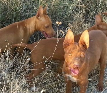 podenco-andaluz-campo