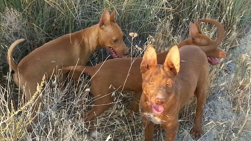 podenco-andaluz-campo