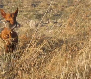 podenco-andaluz-canzando-conejo