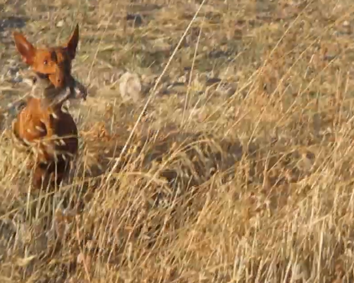podenco-andaluz-canzando-conejo