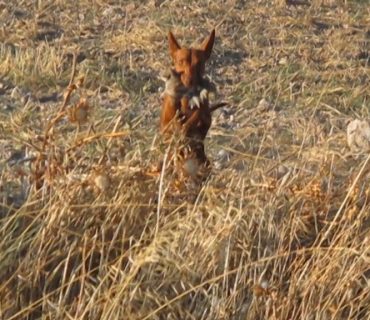 podenco-andaluz-canzando-conejos