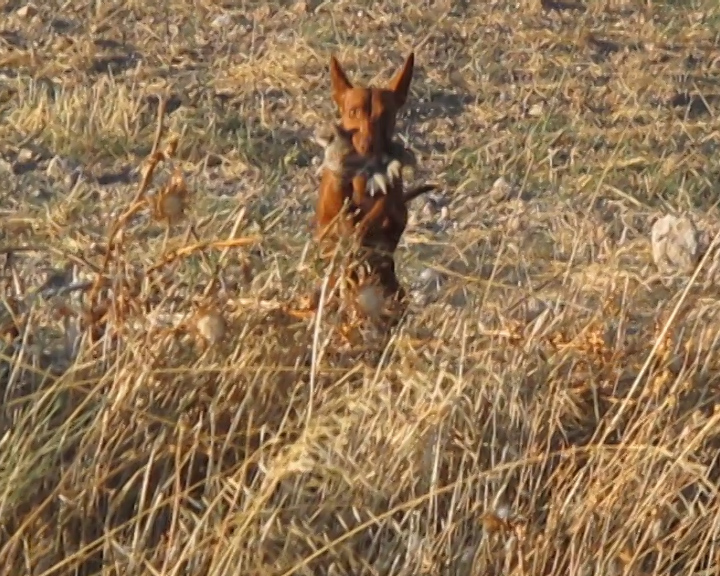podenco-andaluz-canzando-conejos