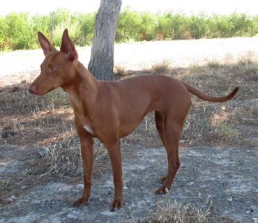 podenco-andaluz-campo