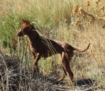 podenco-andaluz