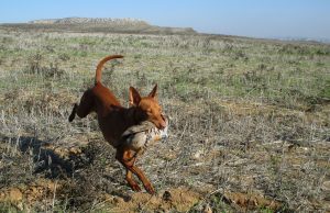 podenco-andaluz-cazando