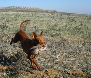 podenco-andaluz-cazando