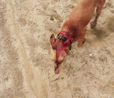 podenco-cazando-conejos